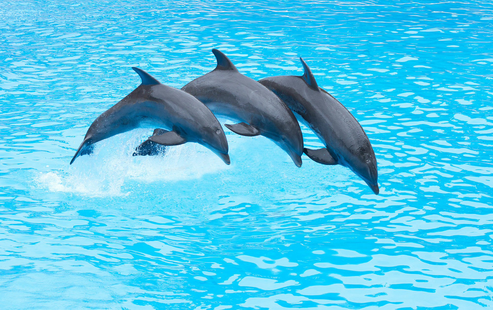 Four Points By Sheraton San Diego - Sea World Εξωτερικό φωτογραφία